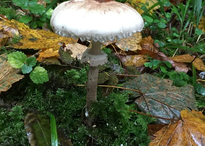 Otel Hotel Dirbach Plage