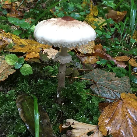 호텔 디바흐 플라주