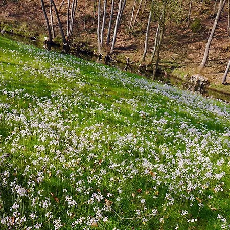 فندق Hotel Dirbach Plage 3*